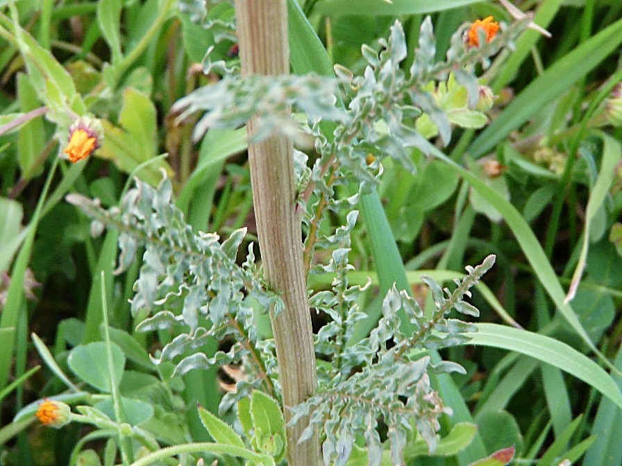 Reseda alba